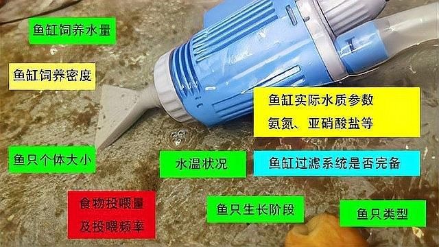 金龍魚(yú)缸多久換一次水：金龍魚(yú)換水頻率與量如何掌握從三分之一到九分之一到九分之一的調(diào)整