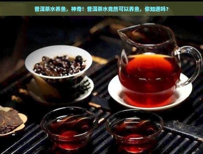 茶水養龍魚有哪些具體方法：普洱茶水養魚，神奇!