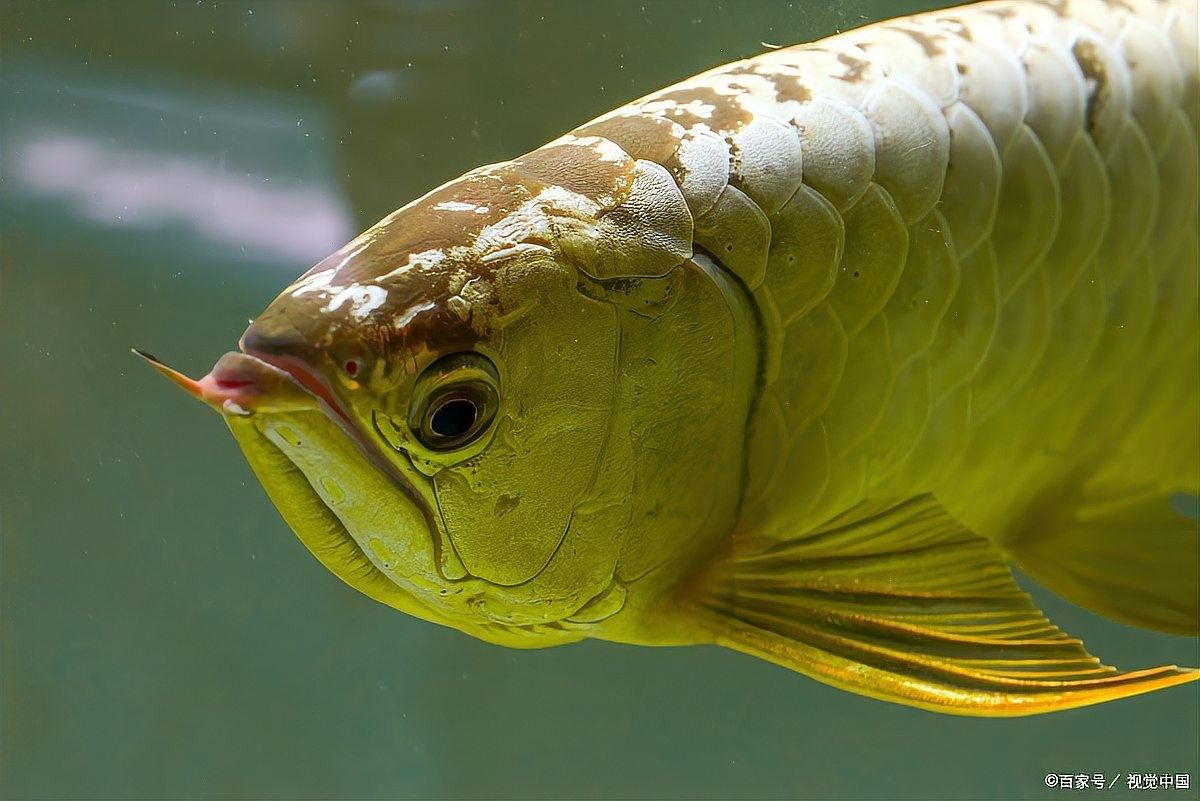如何判斷龍魚鰓蓋腐爛類型：龍魚鰓蓋腐爛判斷需結合癥狀、病因及環境因素綜合分析 如何判斷龍魚鰓蓋腐爛類型：龍魚鰓蓋腐爛判斷需結合癥狀、病因及環境因素綜合分析 龍魚百科 第9張