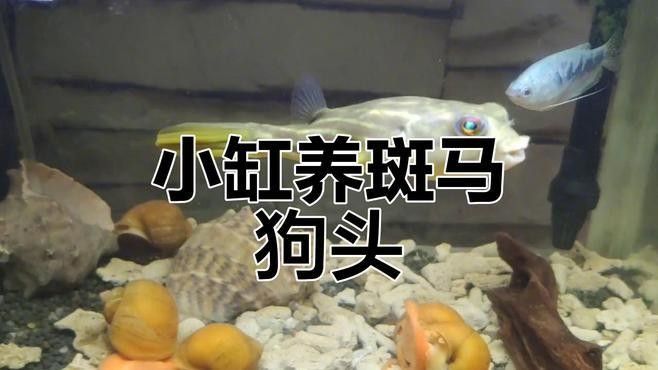 斑馬狗頭和恐龍魚混養(yǎng)案例：斑馬狗頭與恐龍魚混養(yǎng)存在較高風(fēng)險 斑馬狗頭和恐龍魚混養(yǎng)案例：斑馬狗頭與恐龍魚混養(yǎng)存在較高風(fēng)險 龍魚百科 第1張