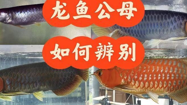 如何鑒別龍魚的雌雄？：如何區分龍魚的雌雄