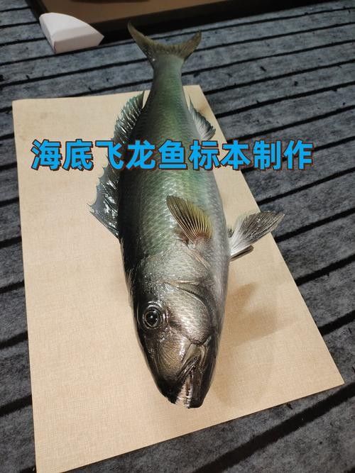 給我推薦一些類似海底飛龍魚的海鮮：“海底飛龍魚”名稱及種類