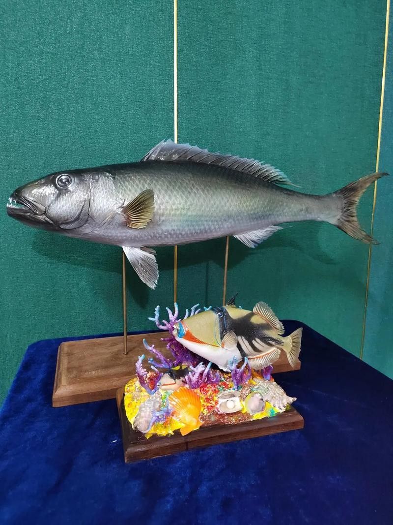 給我推薦一些類似海底飛龍魚的海鮮：“海底飛龍魚”名稱及種類
