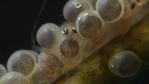 如何判斷麗江龍魚卵是否受精？：判斷麗江龍魚卵是否受精，可通過以下特征綜合觀察
