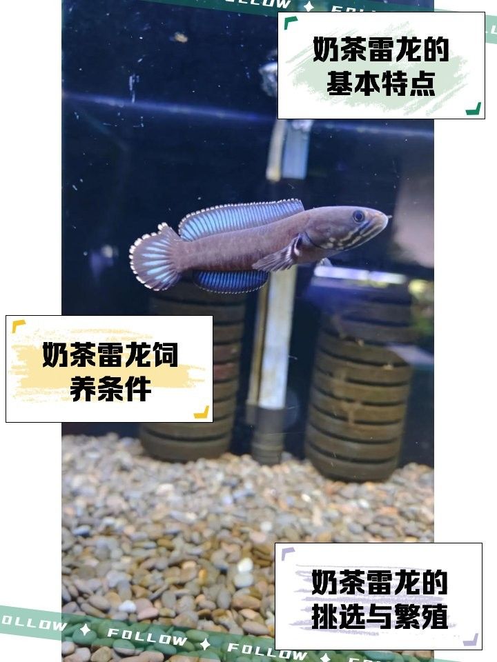 奶茶雷龍魚適合新手嗎：奶茶雷龍飼養秘籍,新手必看! 奶茶雷龍魚適合新手嗎：奶茶雷龍飼養秘籍,新手必看! 龍魚百科 第8張