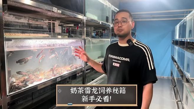奶茶雷龍魚適合新手嗎：奶茶雷龍飼養秘籍,新手必看! 奶茶雷龍魚適合新手嗎：奶茶雷龍飼養秘籍,新手必看! 龍魚百科 第1張