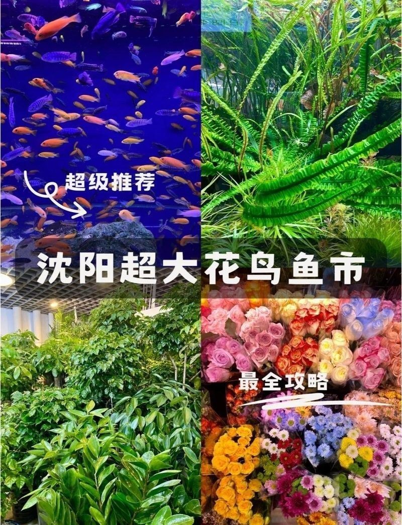沈陽老北市花鳥魚市場的營業時間：大眾點評，沈陽老北市花鳥魚市場探秘攻略