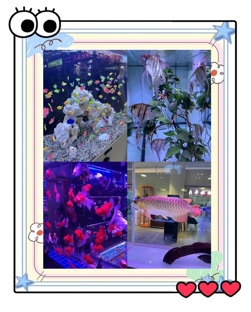 沈陽老北市花鳥魚市場的營業時間：大眾點評，沈陽老北市花鳥魚市場探秘攻略