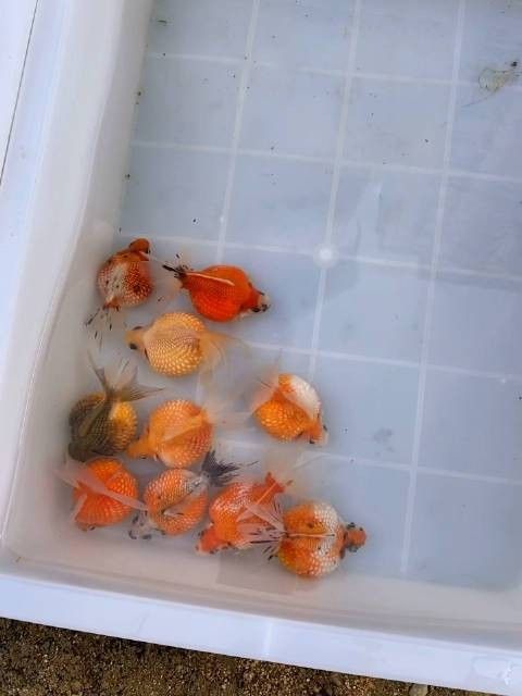 沈陽老北市花鳥魚市場的營業時間：大眾點評，沈陽老北市花鳥魚市場探秘攻略