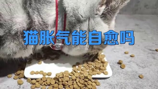龍貓胃腹脹氣多久會好：龍貓胃腹脹氣恢復時間