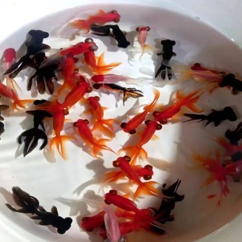 龍睛魚的價格范圍是多少：龍睛魚價格因品種、尺寸、購買渠道及批發(fā)數量差異較大