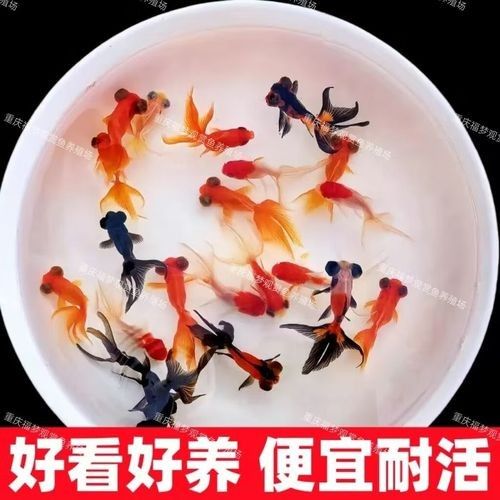 龍睛魚的價格范圍是多少：龍睛魚價格因品種、尺寸、購買渠道及批發(fā)數量差異較大