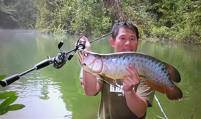 金龍魚最佳游動(dòng)姿態(tài)有哪些拍攝角度：拍攝金龍魚的技巧 金龍魚最佳游動(dòng)姿態(tài)有哪些拍攝角度：拍攝金龍魚的技巧 龍魚百科 第2張