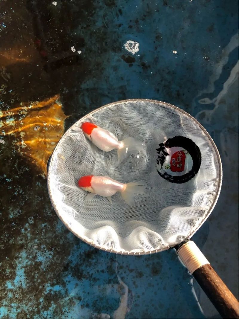 龍魚腸炎多久會死：龍魚得了腸炎怎么辦