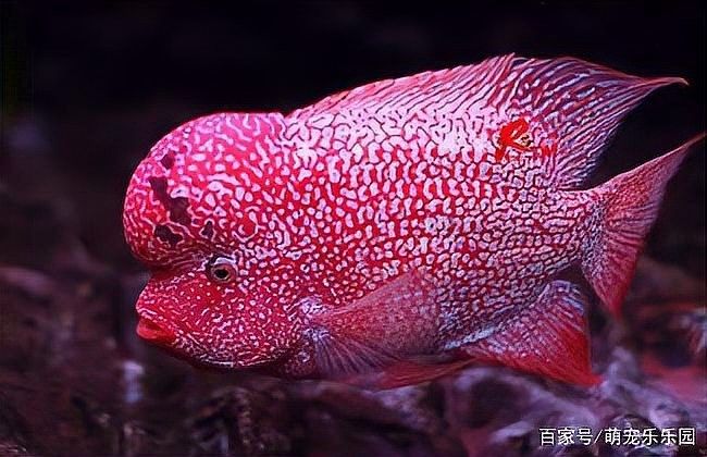 龍魚和鸚鵡魚混養有哪些常見問題：龍魚和鸚鵡魚混養時需注意以下常見問題及解決方案