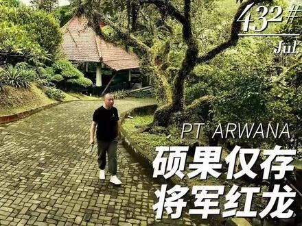 紅龍魚專賣店有哪些知名品牌：紅龍魚領域的知名品牌