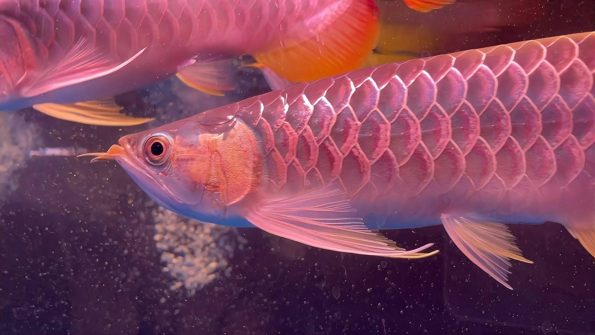 紅龍魚專賣店有哪些知名品牌：紅龍魚領域的知名品牌