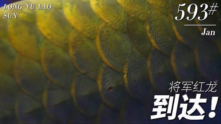 紅龍魚專賣店有哪些知名品牌：紅龍魚領域的知名品牌