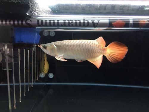 紅龍魚專賣店有哪些知名品牌：紅龍魚領域的知名品牌
