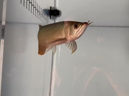 紅龍魚專賣店有哪些知名品牌：紅龍魚領域的知名品牌