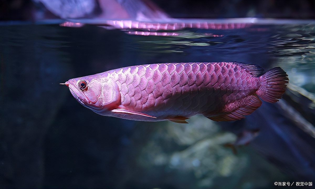 如何預防龍魚換季趴缸？：呼倫貝爾大草原貓咪們龍魚趴缸原因及解決方法及解決方法 如何預防龍魚換季趴缸？：呼倫貝爾大草原貓咪們龍魚趴缸原因及解決方法及解決方法 龍魚百科 第4張
