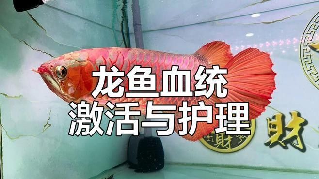 如何聯系印尼大湖漁場驗證血統：如何聯系印尼大湖漁場驗證血統？