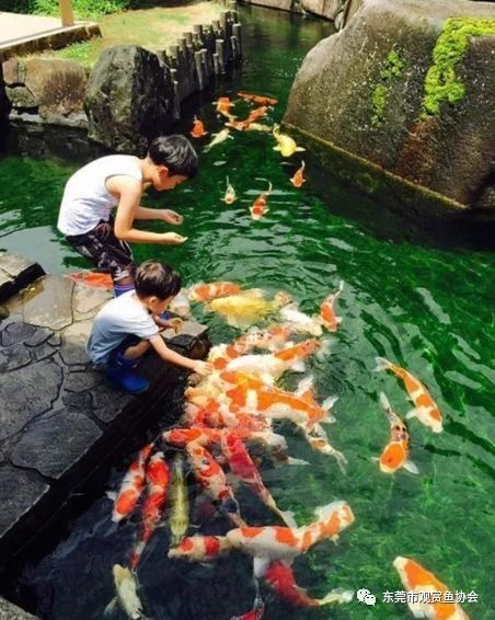 如何聯系印尼大湖漁場驗證血統：如何聯系印尼大湖漁場驗證血統？