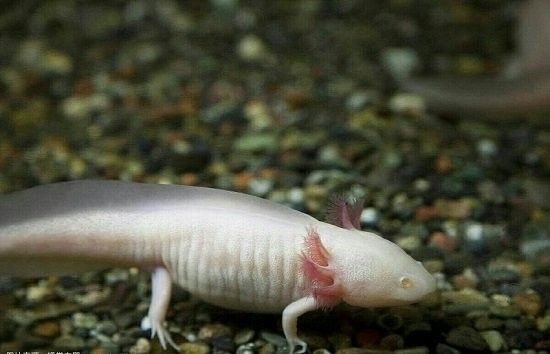 六角恐龍魚產卵后多久孵化：六角恐龍魚卵孵化時間因環境條件差異而有所不同
