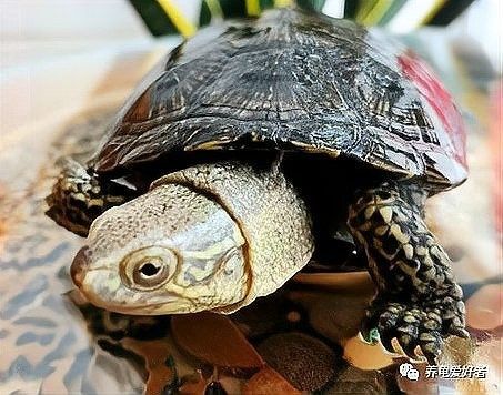 龍龜腹甲磨損如何觀察：龍龜腹甲磨損如何治療？