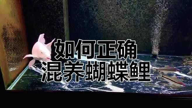 白金蝴蝶鯉混養有哪些成功案例：共參考5篇資料,01:00/01:00 白金蝴蝶鯉混養有哪些成功案例：共參考5篇資料,01:00/01:00 龍魚百科 第2張