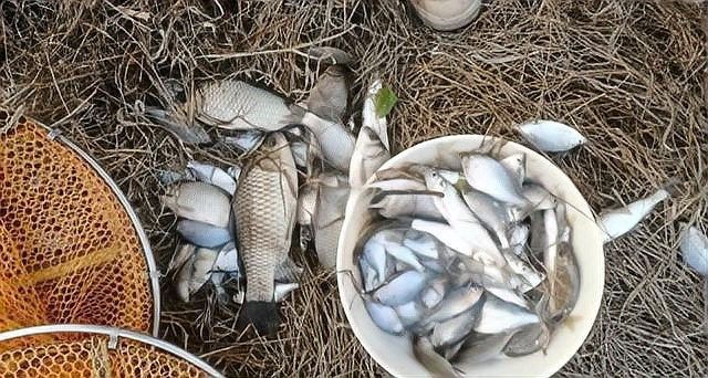 金龍魚釣魚技巧有哪些：抖音釣到一條野生金龍魚野釣原來如此簡單釣魚的人家 金龍魚釣魚技巧有哪些：抖音釣到一條野生金龍魚野釣原來如此簡單釣魚的人家 龍魚百科 第5張