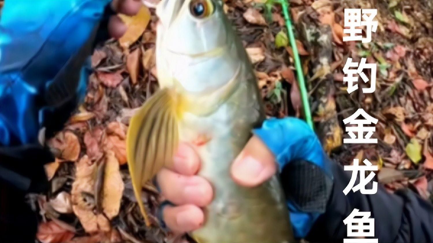 金龍魚釣魚技巧有哪些：抖音釣到一條野生金龍魚野釣原來如此簡單釣魚的人家 金龍魚釣魚技巧有哪些：抖音釣到一條野生金龍魚野釣原來如此簡單釣魚的人家 龍魚百科 第1張