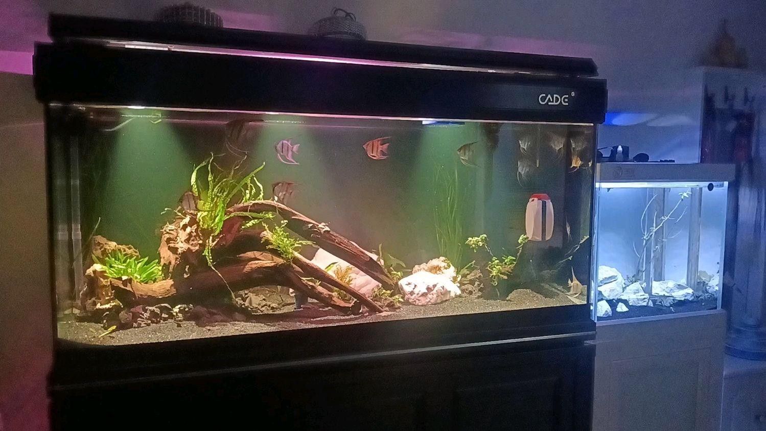 彩蝶埃及缸的尺寸范圍：養埃及用多大魚缸合適 彩蝶埃及缸的尺寸范圍：養埃及用多大魚缸合適 龍魚百科 第8張