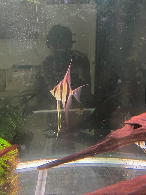 彩蝶埃及缸的尺寸范圍:養埃及用多大魚缸合適 龍魚百科 第4張 彩蝶埃及缸的尺寸范圍:養埃及用多大魚缸合適 彩蝶埃及缸的尺寸范圍:養埃及用多大魚缸合適 龍魚百科 第4張