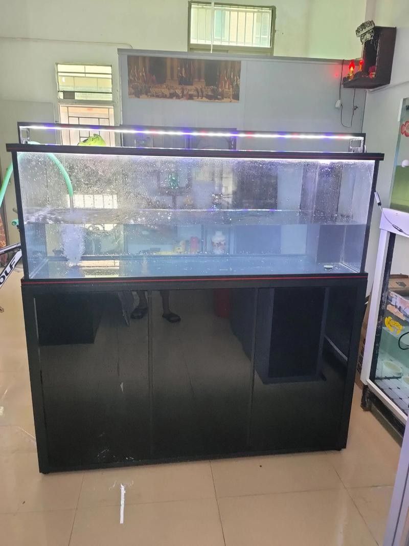 彩蝶埃及缸的尺寸范圍:養埃及用多大魚缸合適 龍魚百科 第3張 彩蝶埃及缸的尺寸范圍:養埃及用多大魚缸合適 彩蝶埃及缸的尺寸范圍:養埃及用多大魚缸合適 龍魚百科 第3張