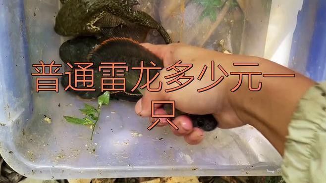 雷龍魚畫作的價格范圍：彩虹雷龍魚多少錢一條