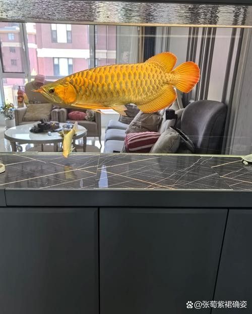 給我一些招財和龍魚混養的圖片：招財魚與龍魚混養的實景圖
