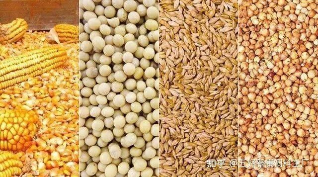 如何檢測白子招財龍飼料是否變質：白子招財龍飼料變質后還能喂嗎