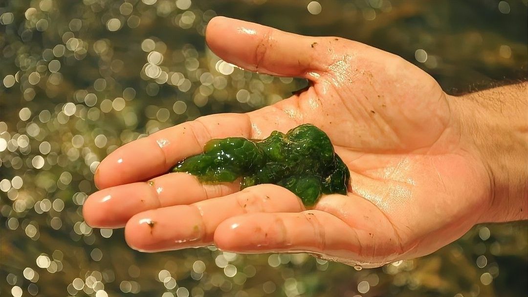 如何判斷水質(zhì)是否適合鬼王雷龍：雷龍魚怎么養(yǎng)