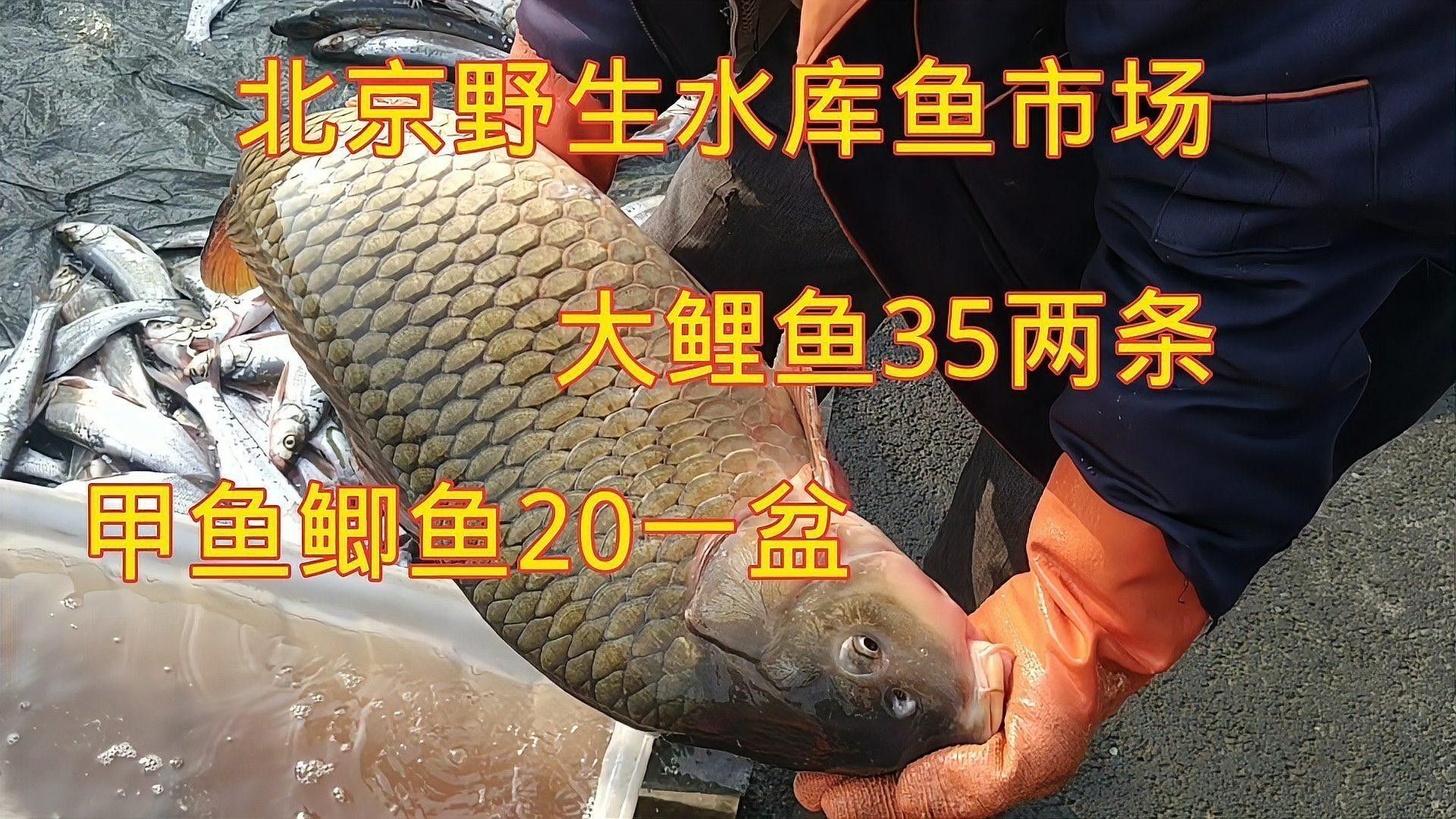 哪種黃龍魚品種最貴？：中國最貴龍魚前十名廣州龍魚祥龍魚場聽辣椒紅龍為什么價格如此高