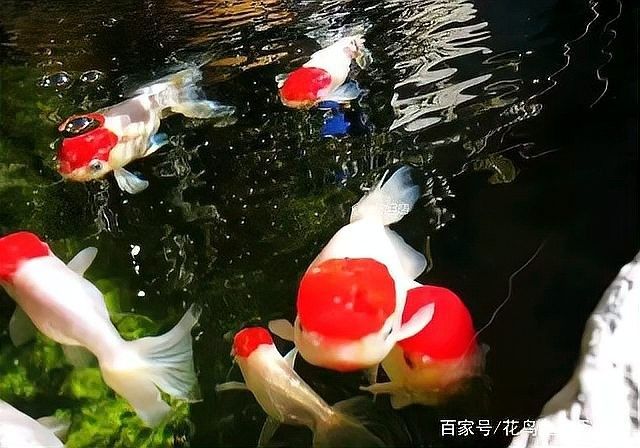 如何預防金龍魚爛尾？：金龍魚爛尾的罪魁禍首:水質管理不當的三大致命傷山色倚晴空 如何預防金龍魚爛尾？：金龍魚爛尾的罪魁禍首:水質管理不當的三大致命傷山色倚晴空 龍魚百科 第4張