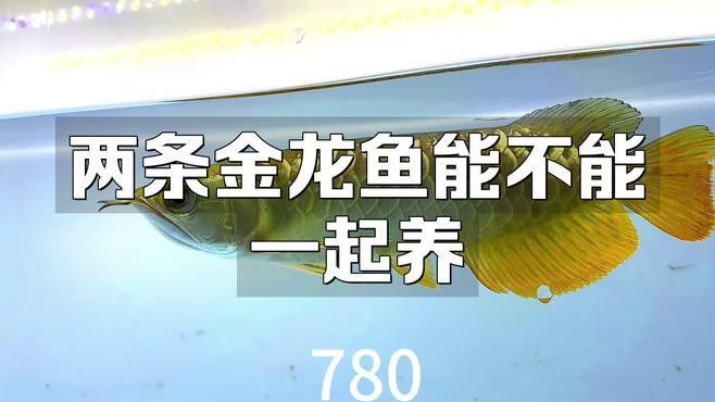 金龍魚混養(yǎng)需要多久適應？：金龍魚混養(yǎng)技巧