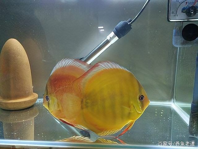 紅龍魚多久適應新燈光 紅龍魚多久適應新燈光 龍魚百科 第3張