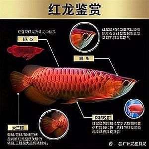 哪個市場的紅龍魚價格最公道？：廣州龍魚祥龍魚場,紅龍魚價格表