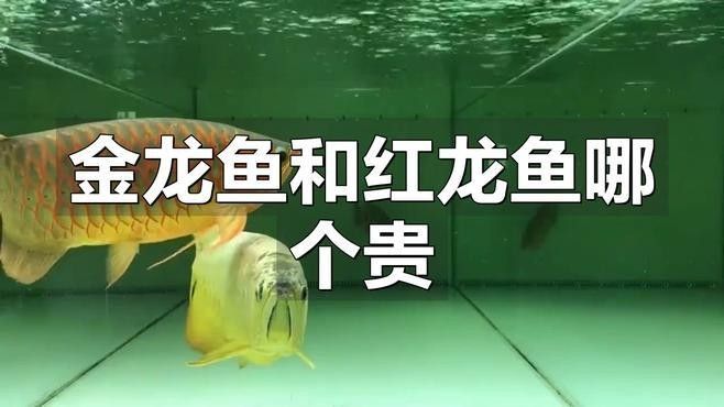 哪個(gè)市場(chǎng)的紅龍魚價(jià)格最公道？：廣州龍魚祥龍魚場(chǎng),紅龍魚價(jià)格表