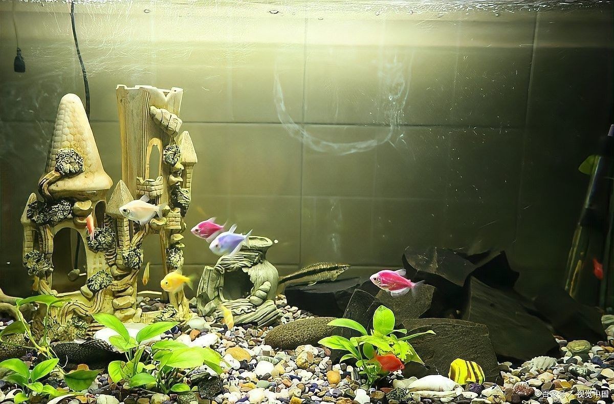 雷龍魚翻砂需要多久清理一次：雷龍魚底砂清理頻率需根據飼養環境和底砂類型綜合判斷
