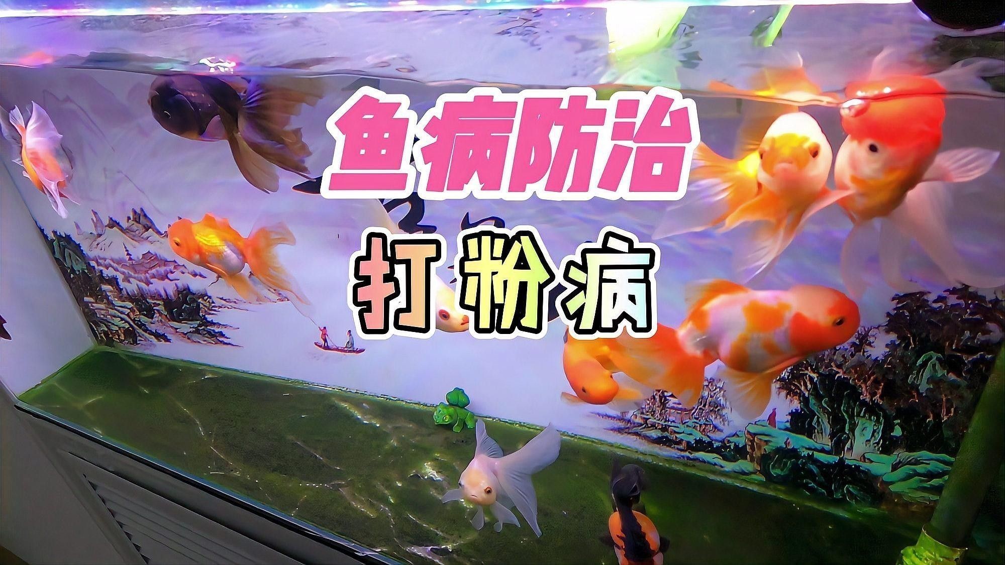 如何治療打粉病？：硫磺、甲基托布津和多菌靈的使用比例是多少養魚老道