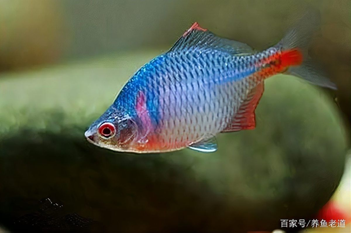 如何治療打粉??？：硫磺、甲基托布津和多菌靈的使用比例是多少養魚老道