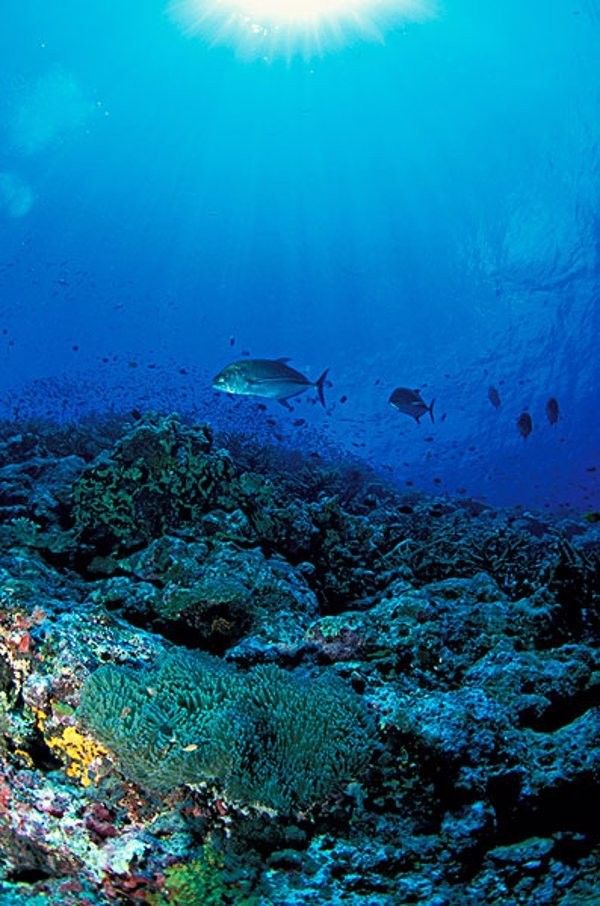 藍曼龍魚白點病會復發嗎？：藍曼龍魚白點病存在復發的可能性，但科學管理和預防措施可顯著降低風險