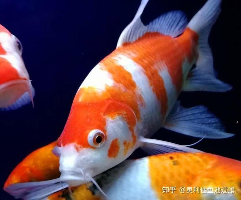 藍曼龍魚白點病會復發嗎？：藍曼龍魚白點病存在復發的可能性，但科學管理和預防措施可顯著降低風險